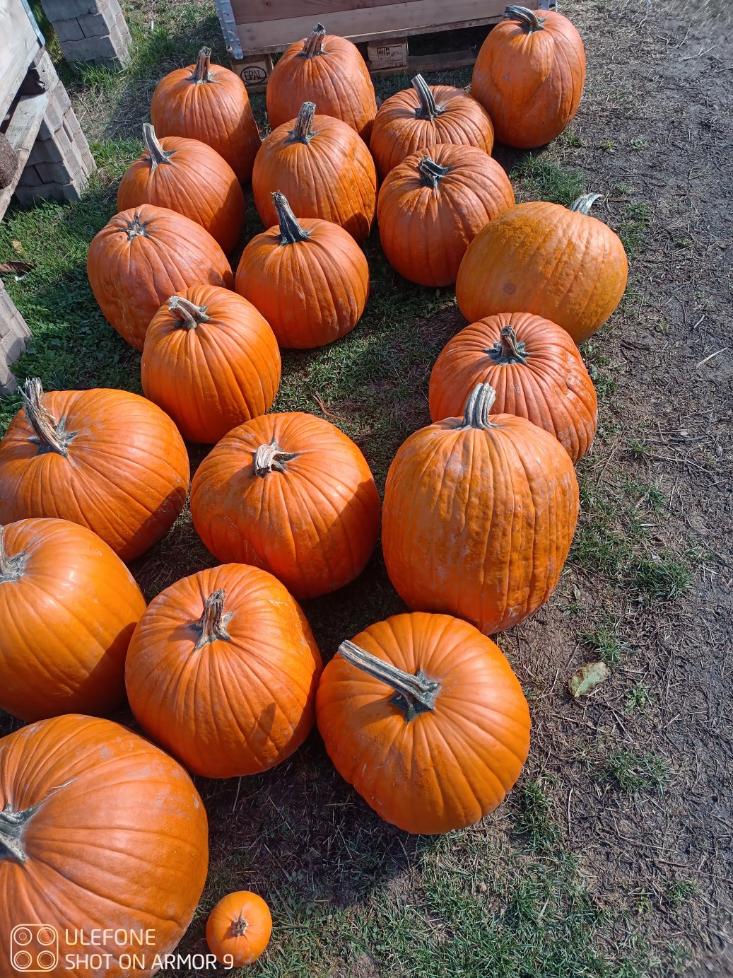 Große Halloween Große Halloween